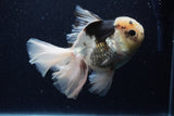 Thai Oranda  Panda 6 Inch (ID#1203To6b-115)