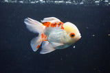 Thai Oranda  Red White 4.5 Inch (ID#1008To2b-101) Free2Day SHIPPING