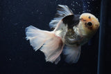 Thai Oranda  Panda 6 Inch (ID#1203To6b-115)