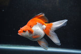 Ryukin Long Tail Red White 5 Inch (ID#1213Ry7b-1) Free2Day SHIPPING