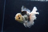 Thai Oranda  Panda 6 Inch (ID#1203To6b-115)