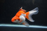 Ryukin Long Tail Red White 5 Inch (ID#1213Ry7b-1) Free2Day SHIPPING