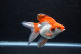 Ryukin Long Tail Red White 5 Inch (ID#1213Ry7b-1) Free2Day SHIPPING