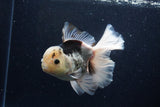 Thai Oranda  Panda 6 Inch (ID#1203To6b-115)