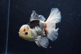 Thai Oranda  Panda 6 Inch (ID#1203To6b-115)