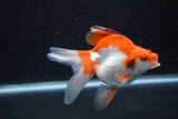 Ryukin Long Tail Red White 5 Inch (ID#1213Ry7b-1) Free2Day SHIPPING