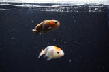 2Pack Ranchu   2.5 Inch (ID#228RPTD-1) Free2Day SHIPPING