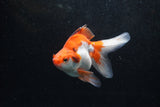 Ryukin Long Tail Red White 5 Inch (ID#1213Ry7b-1) Free2Day SHIPPING