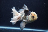 Thai Oranda  Panda 6 Inch (ID#1203To6b-115)