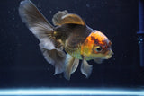 Juvenile Thai Oranda  Red Black 3.5 Inch (ID#902To13bpt6-63) Free2Day SHIPPING