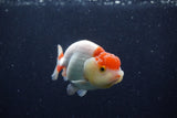 Juvenile Lionchu  Red White 3.5 Inch (ID#214R11b-7) Free2Day SHIPPING