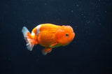 Juvenile Lionchu  Red White 3.5 Inch (ID#404R11a-14) Free2Day SHIPPING