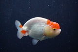 Juvenile Lionchu  Red White 3.5 Inch (ID#214R11b-7) Free2Day SHIPPING