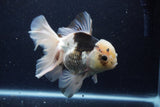 Thai Oranda  Panda 6 Inch (ID#1203To6b-115)