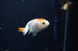 2Pack Ranchu   2.5 Inch (ID#228RPTD-1) Free2Day SHIPPING