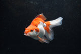 Ryukin Long Tail Red White 5 Inch (ID#1213Ry7b-1) Free2Day SHIPPING