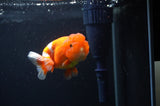 Juvenile Lionchu  Red White 3.5 Inch (ID#404R11a-14) Free2Day SHIPPING