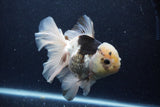 Thai Oranda  Panda 6 Inch (ID#1203To6b-115)