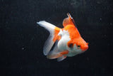 Ryukin Long Tail Red White 5 Inch (ID#1213Ry7b-1) Free2Day SHIPPING