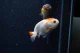 2Pack Ranchu   2.5 Inch (ID#228RPTD-1) Free2Day SHIPPING