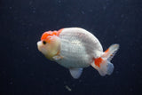 Juvenile Lionchu  Red White 3.5 Inch (ID#214R11b-7) Free2Day SHIPPING