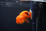 Juvenile Lionchu  Red White 3.5 Inch (ID#404R11a-14) Free2Day SHIPPING