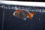 2Pack Ranchu   2.5 Inch (ID#228RPTD-1) Free2Day SHIPPING