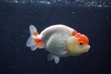 Juvenile Lionchu  Red White 3.5 Inch (ID#214R11b-7) Free2Day SHIPPING