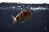 2Pack Ranchu   2.5 Inch (ID#228RPTD-1) Free2Day SHIPPING