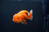 Juvenile Lionchu  Red White 3.5 Inch (ID#404R11a-14) Free2Day SHIPPING