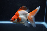 Ryukin Long Tail Red White 5 Inch (ID#1213Ry7b-2) Free2Day SHIPPING