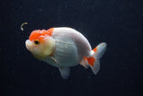Juvenile Lionchu  Red White 3.5 Inch (ID#214R11b-7) Free2Day SHIPPING