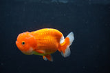 Juvenile Lionchu  Red White 3.5 Inch (ID#404R11a-14) Free2Day SHIPPING