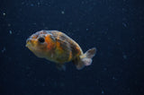 2Pack Ranchu   2.5 Inch (ID#228RPTD-1) Free2Day SHIPPING