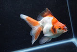 Ryukin Long Tail Red White 5 Inch (ID#1213Ry7b-2) Free2Day SHIPPING