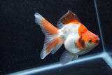 Ryukin Long Tail Red White 5 Inch (ID#1213Ry7b-2) Free2Day SHIPPING