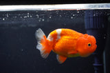 Juvenile Lionchu  Red White 3.5 Inch (ID#404R11a-14) Free2Day SHIPPING