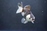 Thai Oranda  Panda 4.5 Inch (ID#1004To2b-101) Free2Day SHIPPING