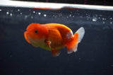 Juvenile Lionchu  Red White 3.5 Inch (ID#404R11a-14) Free2Day SHIPPING