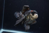 Thai Oranda  Tricolor 5.5 Inch (ID#1129To6c-104)