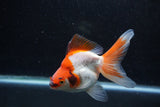 Ryukin Long Tail Red White 5 Inch (ID#1213Ry7b-2) Free2Day SHIPPING