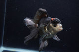 Thai Oranda  Tricolor 5.5 Inch (ID#1129To6c-104)