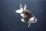 Thai Oranda  Panda 4.5 Inch (ID#1004To2b-101) Free2Day SHIPPING