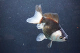 Thai Oranda  Panda 4.5 Inch (ID#1004To2b-101) Free2Day SHIPPING