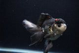 Thai Oranda  Tricolor 5.5 Inch (ID#1129To6c-104)