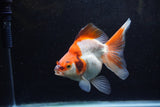 Ryukin Long Tail Red White 5 Inch (ID#1213Ry7b-2) Free2Day SHIPPING