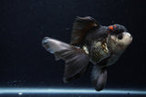 Thai Oranda  Tricolor 5.5 Inch (ID#1129To6c-104)