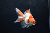 Ryukin Long Tail Red White 5 Inch (ID#1213Ry7b-2) Free2Day SHIPPING