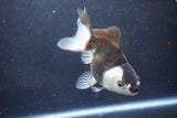 Thai Oranda  Panda 4.5 Inch (ID#1004To2b-101) Free2Day SHIPPING