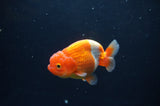 Juvenile Lionchu  Red White 3.5 Inch (ID#404R11a-15) Free2Day SHIPPING